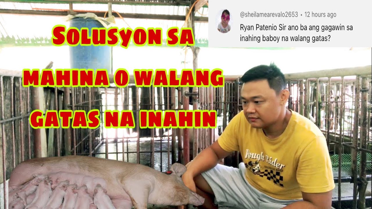 Ano ang dapat gawin sa wala o mahinang gatas ng mga inahing baboy | Ryan Patenio