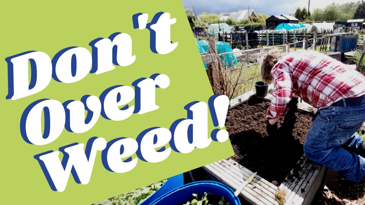 Stop Weeding your Garden! - How to weed a vegetable patch