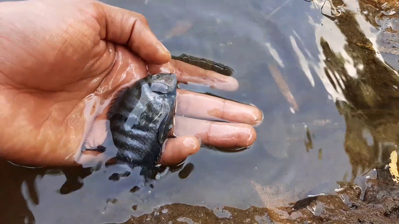 Explorando ríos y descubriendo especies (Tilapia mojarra, ciclido Convicto)
