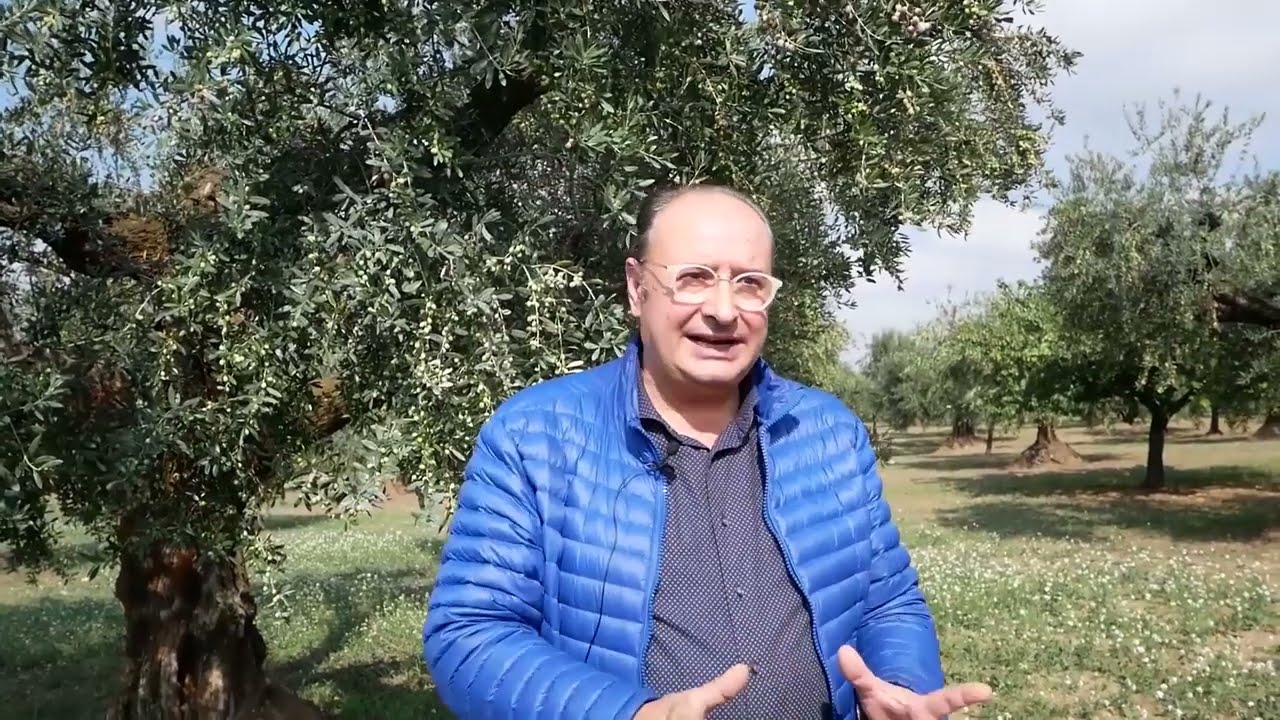 Olio extravergine di oliva Pugliese -  L'Azienda Agricola Roberto Cordisco