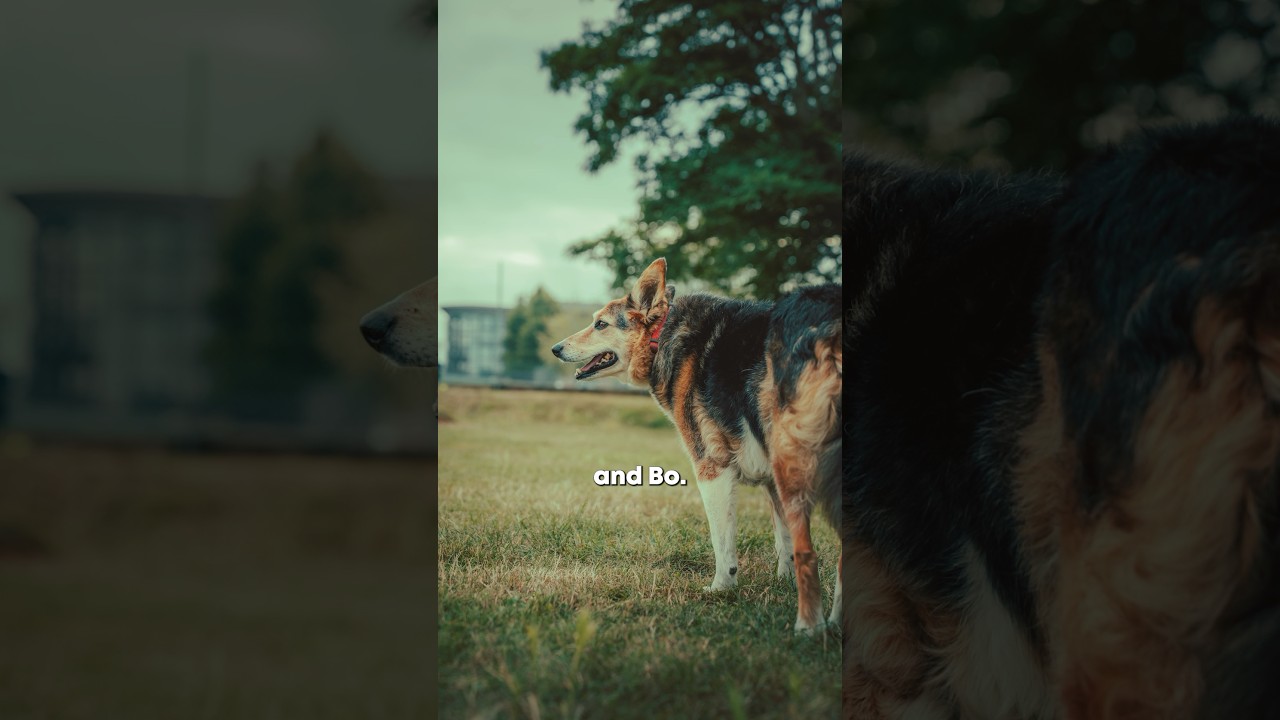 Ava, Harry, Frazzle and Bo. #dogphotography #dogphotographer #robinmypictures #dogs #dogpictures