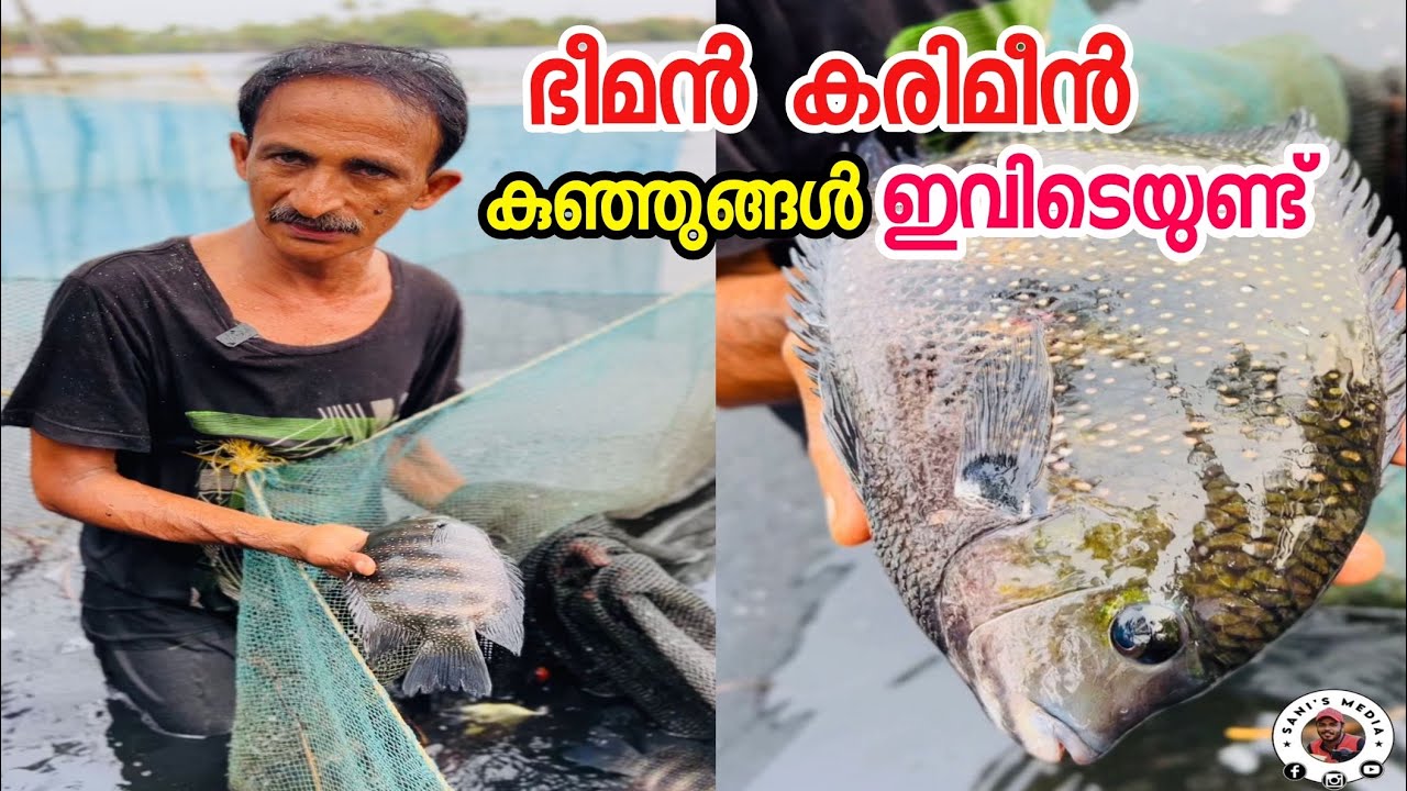 ഭീമൻ കരിമീനുകൾ മാത്രമല്ല കാളാഞ്ചിയും മത്സ്യകുഞ്ഞുങ്ങളും വൻതോതിൽ ഇവിടെയുണ്ട് | Fish Farming Kerala