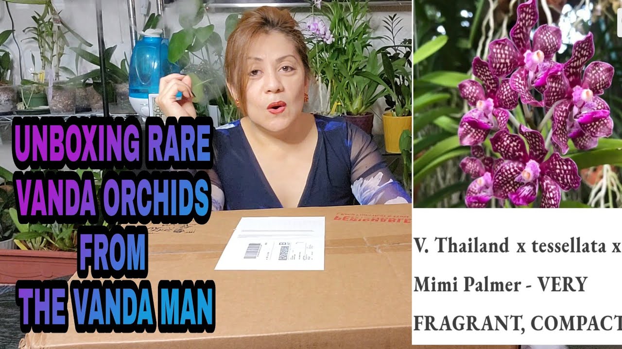 UNBOXING RARE HYBRID FRAGRANT VANDA ORCHIDS FROM FLORIDA THE VANDA MAN
