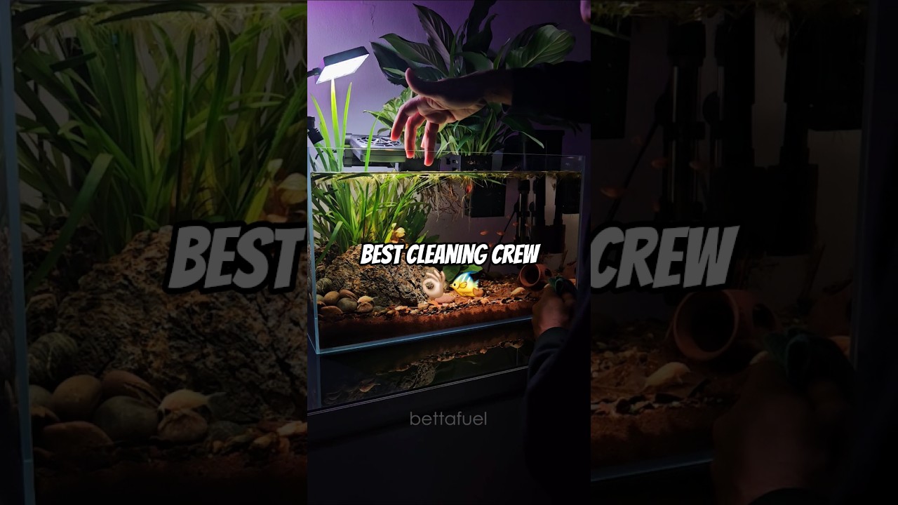 The best Betta tank cleaning crew #aquarium