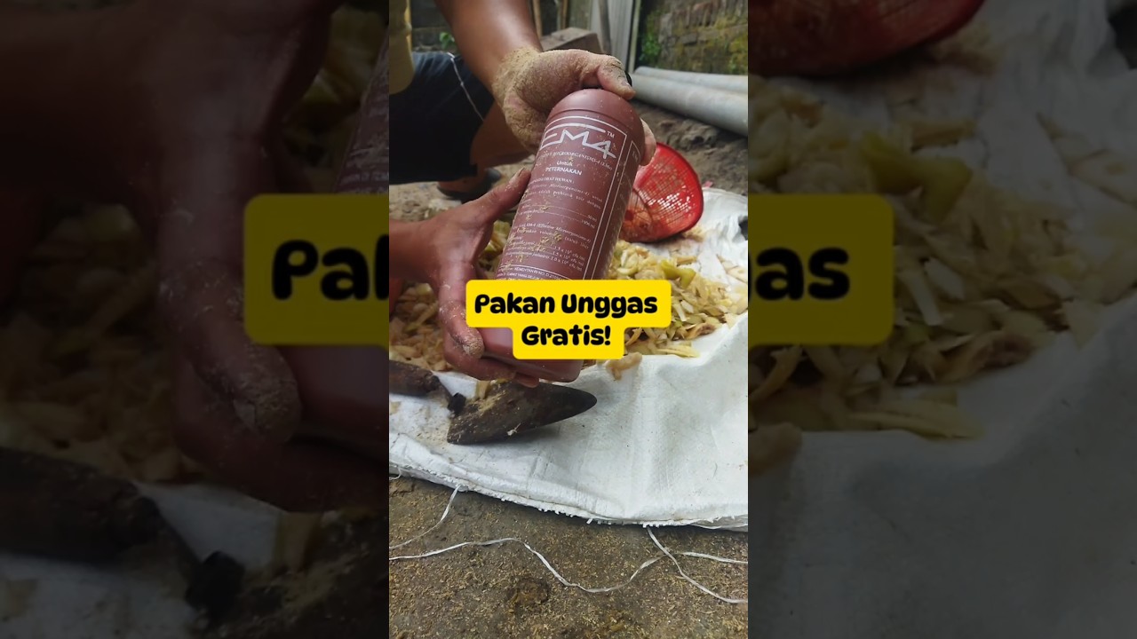 CARA MEMBUAT PAKAN GRATIS UNTUK BEBEK, ENTOK, AYAM