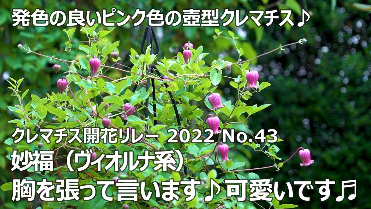 【クレマチス開花リレー 2022 No.43】 妙福（ヴィオルナ系）