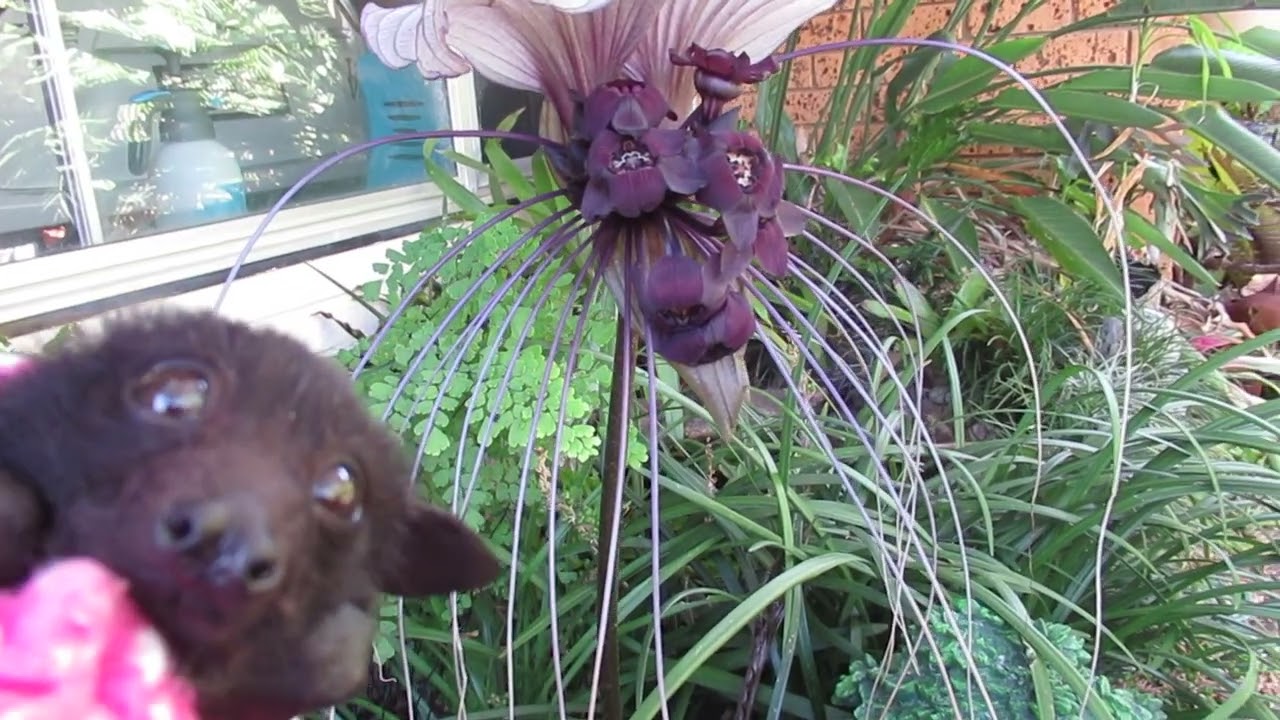 The Bat And The Bat Plant