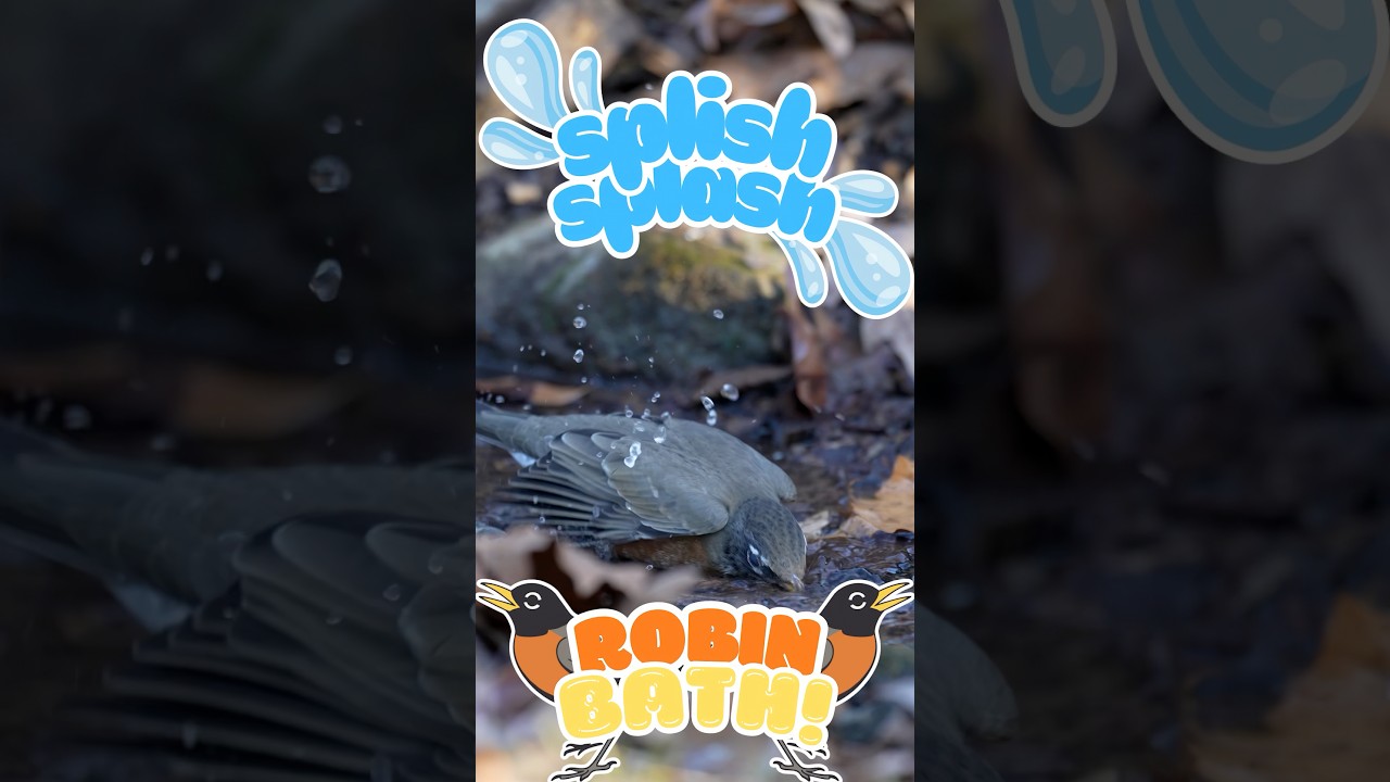 Splish! Splash! Robin bath! 