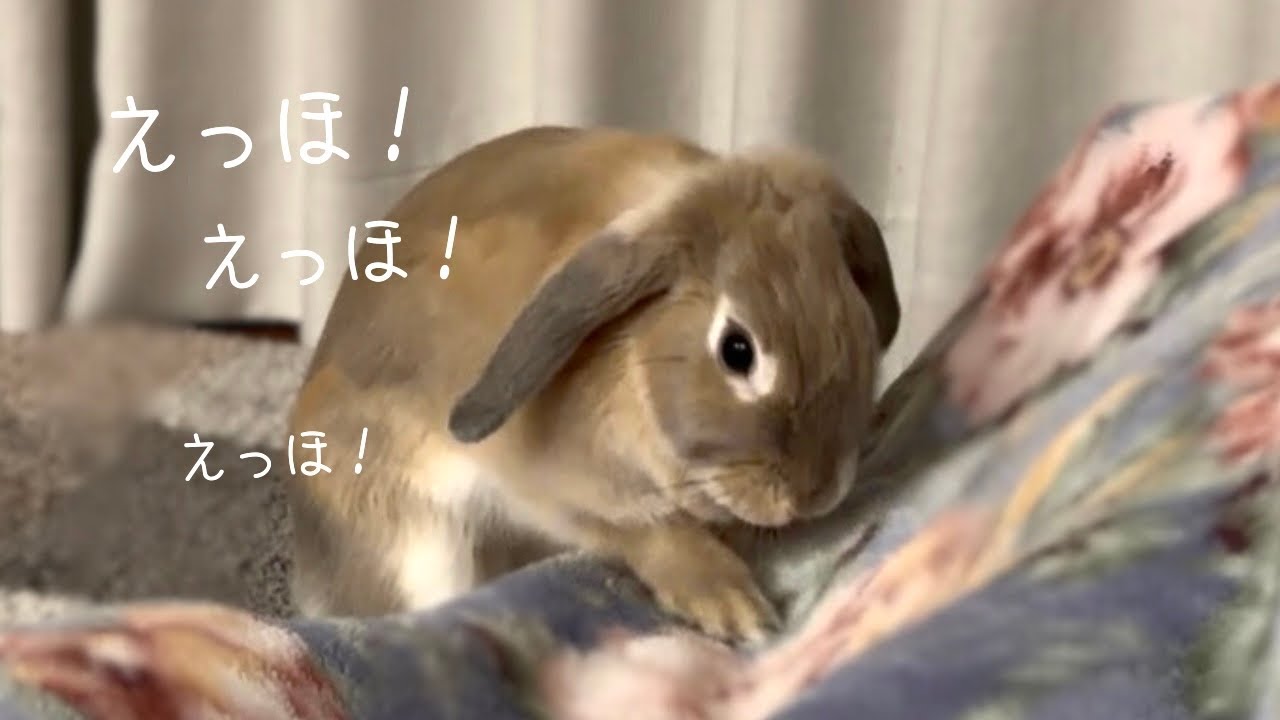 深夜、寝落ちした飼い主を本気で起こしにくるうさぎ。｜りぷの事件シリーズ#1