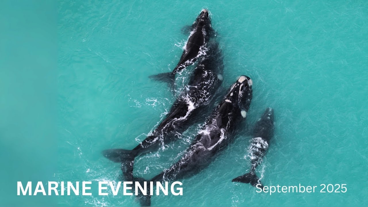 Marine Evening: September 2025