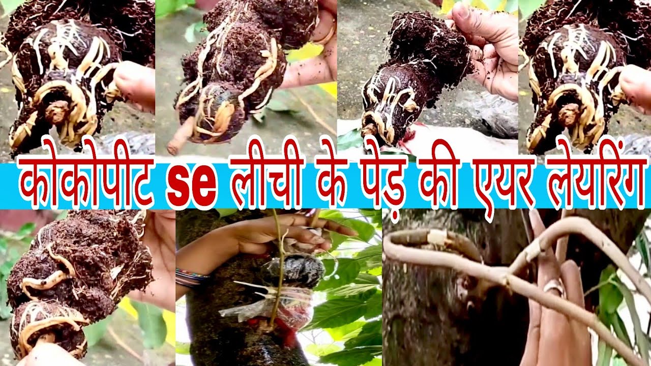 कोकोपीट se लीची के पेड़ की एयर लेयरिंग | लीची के पौधे की एयर लेयरिंग | लीची के पेड़ की गुट्टी कलम