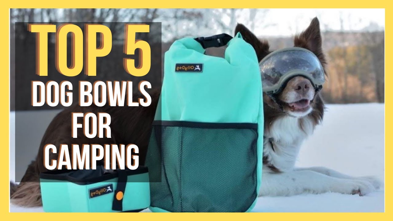 ✅ Top 5 Best Dog Bowls For Camping