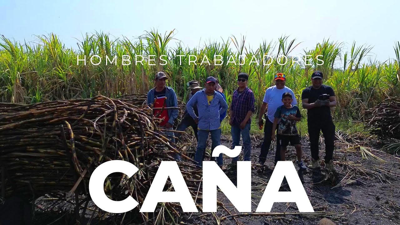 Caña de azúcar en Veracruz México