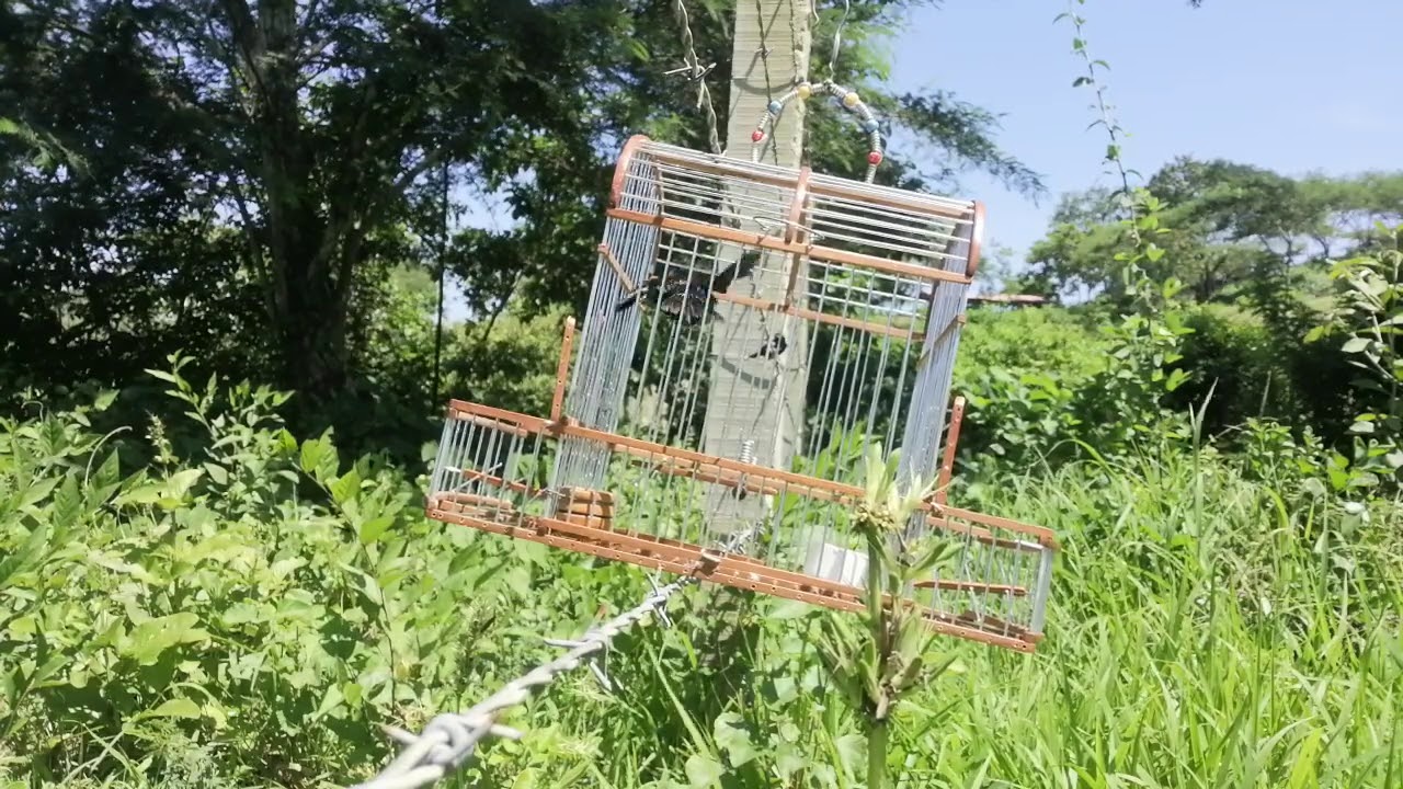 El polaco chirrio de baranoa