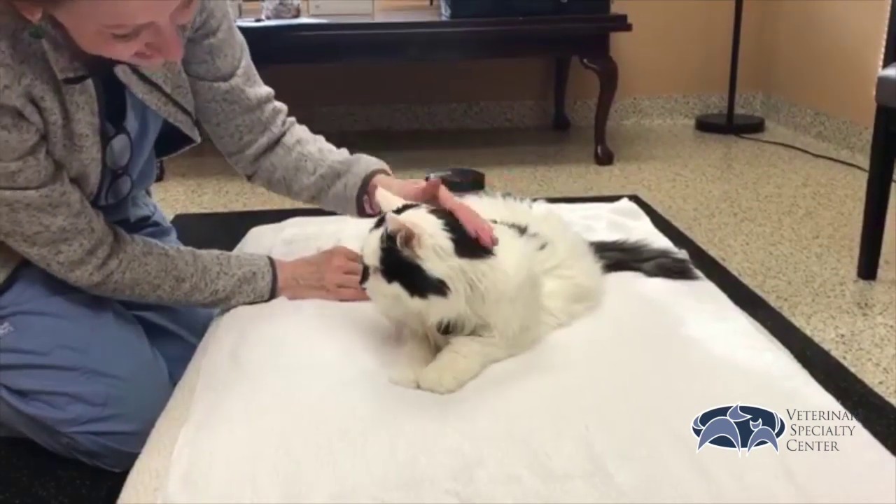 Veterinary Specialty Center - Acupuncture and Kidney Function