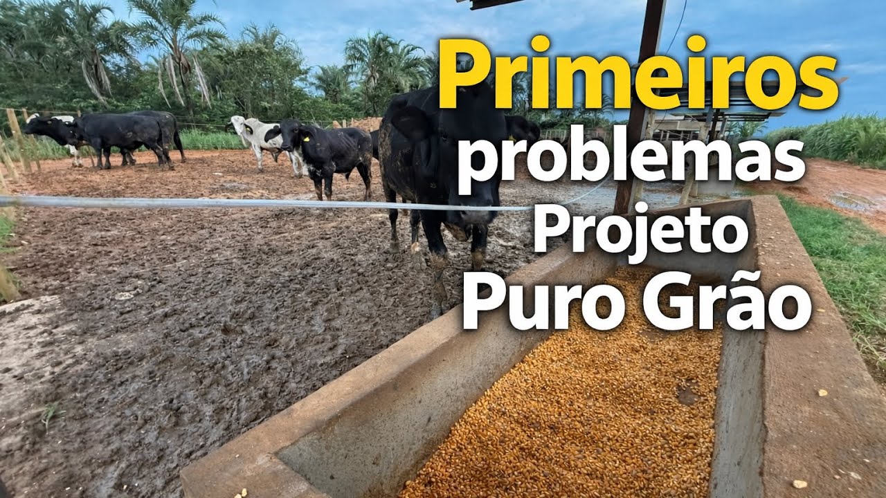 Primeiros PROBLEMAS projeto PURO GRÃO.