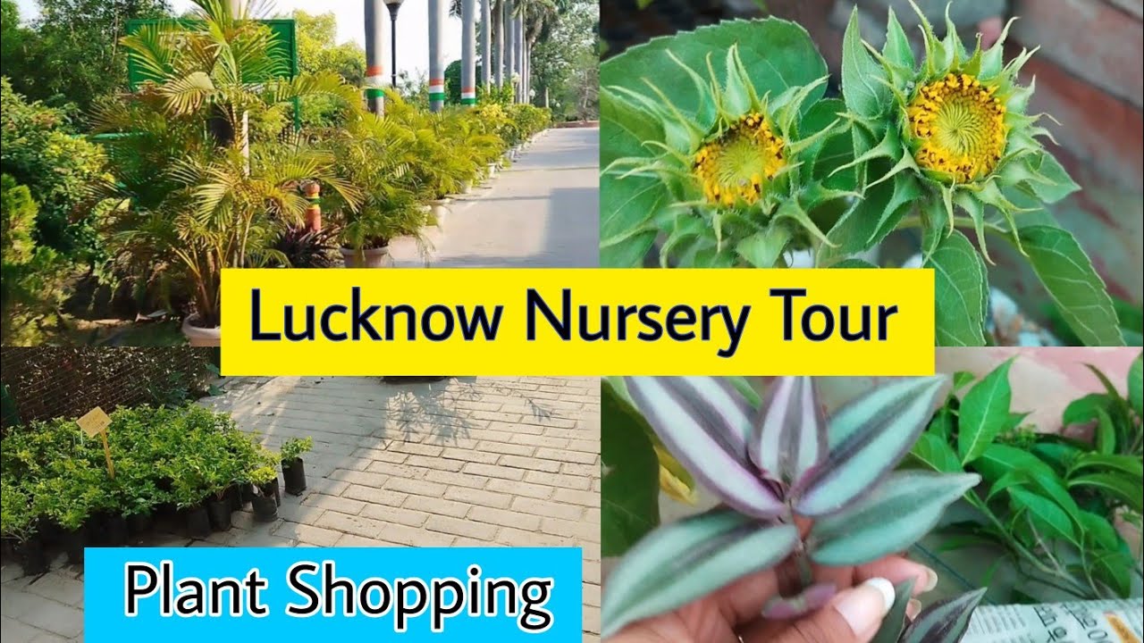 Lucknow Nursery Tour 🏡 | Plant Shopping in Government Nursery | Komal Ka Garden