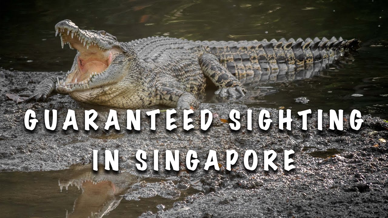 Where see WILD CROCODILES in SINGAPORE