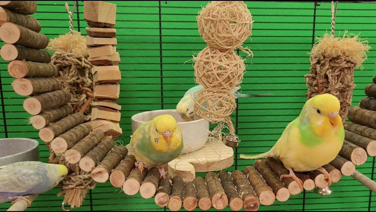 budgie sounds for 9 hours