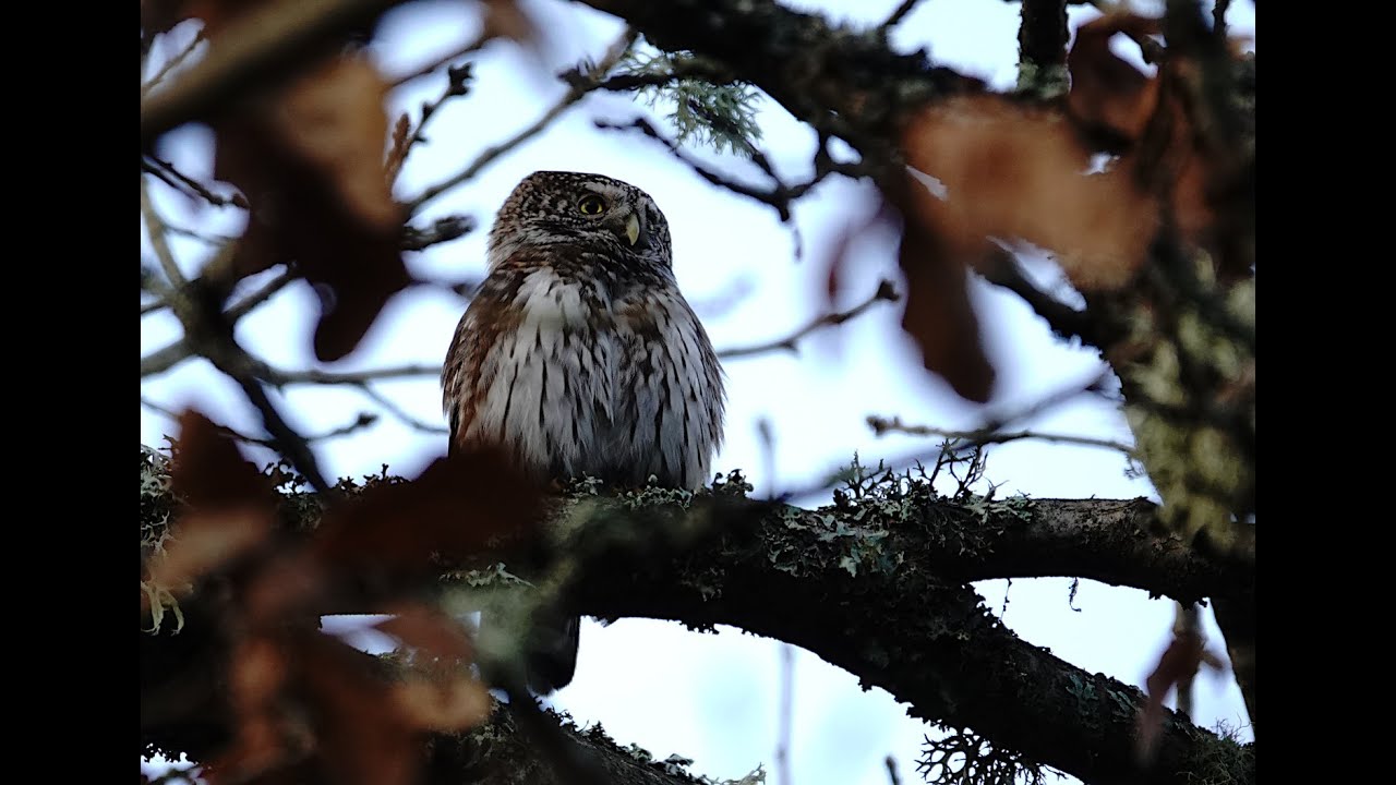 Linnud detsember 2025