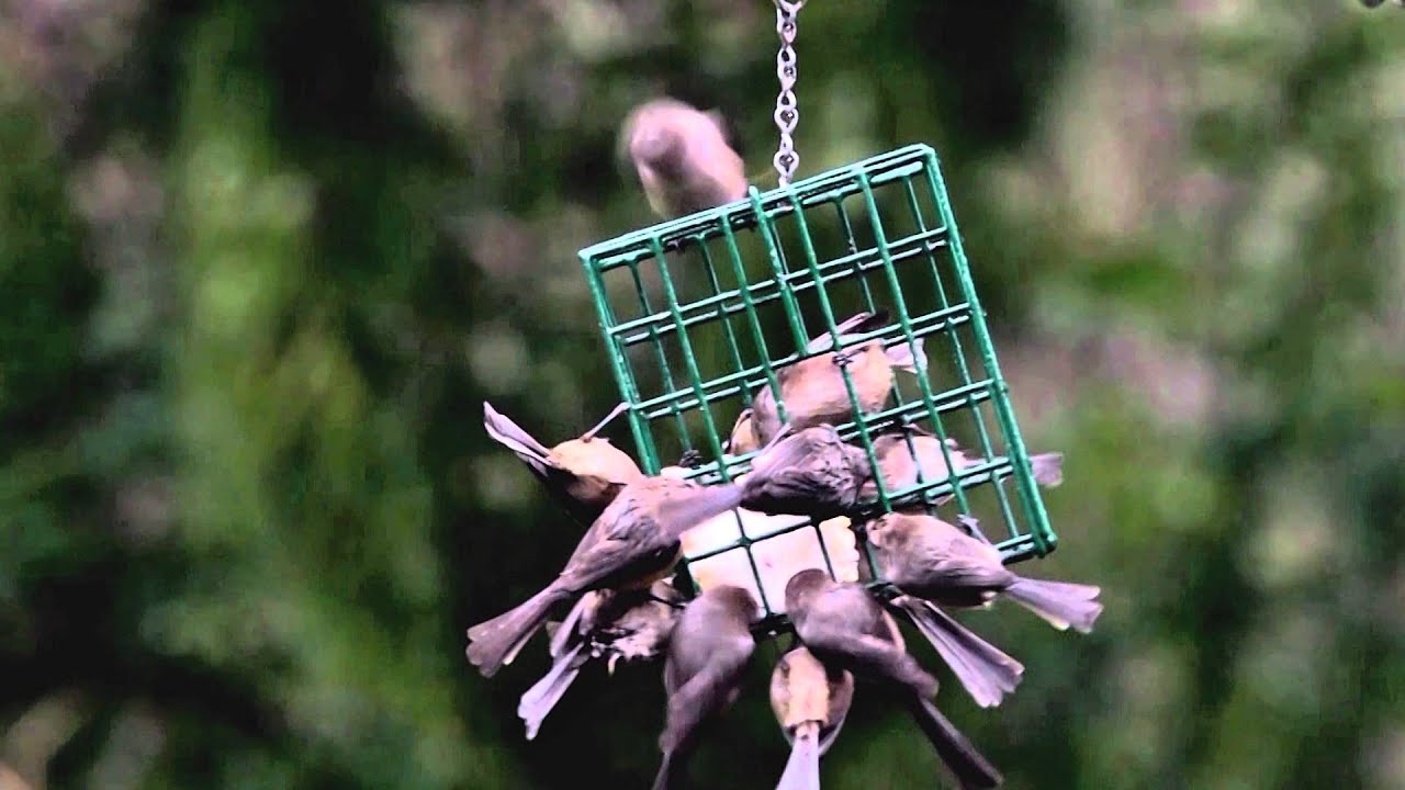 Bushtits