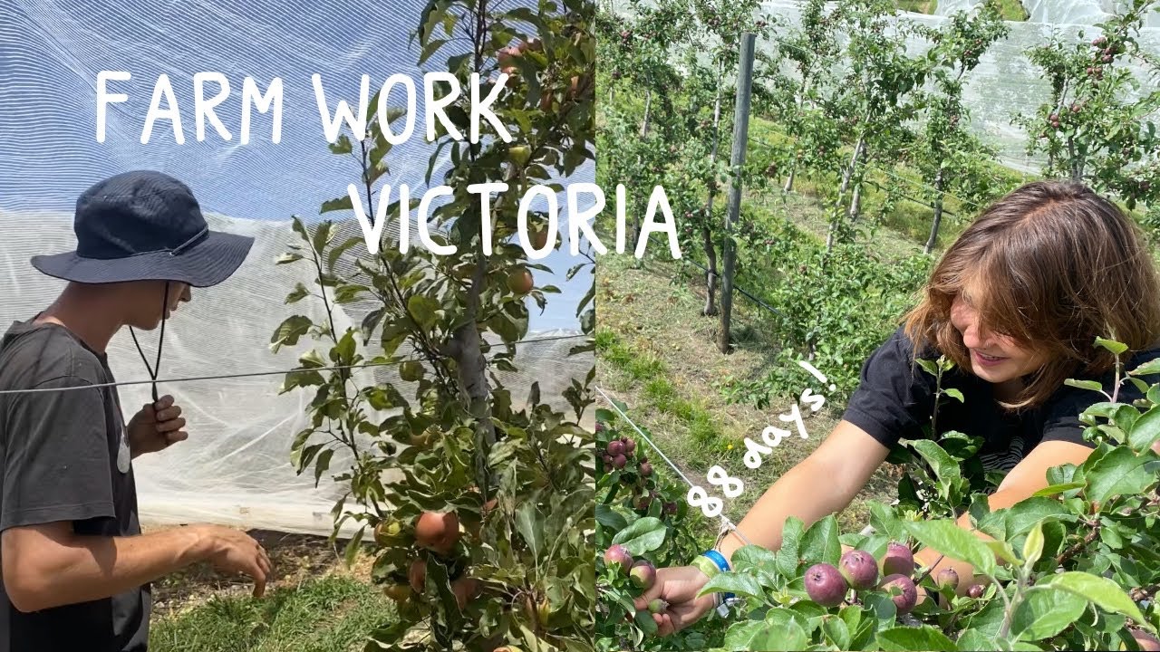 Arbeiten auf einer Apfelfarm in Victoria | 88 Days | Work and Travel 2023