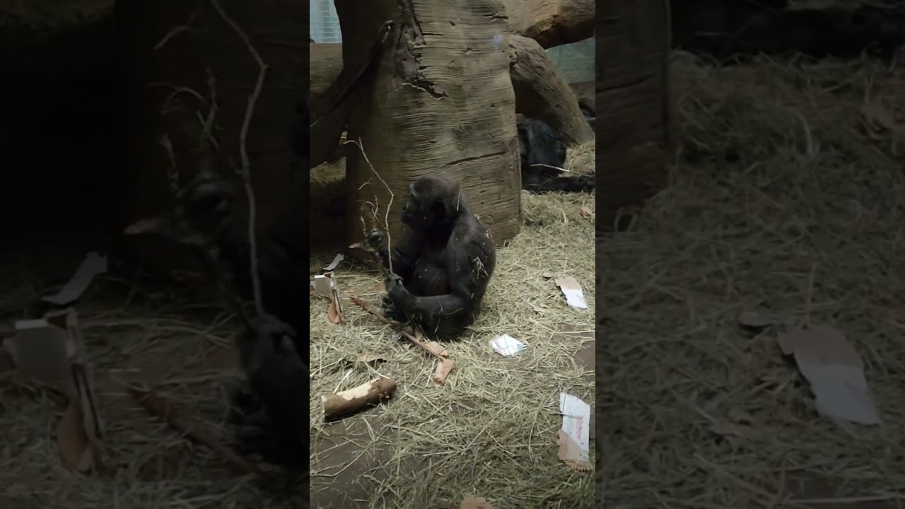 Gorillas eating cardboard at Columbus zoo.