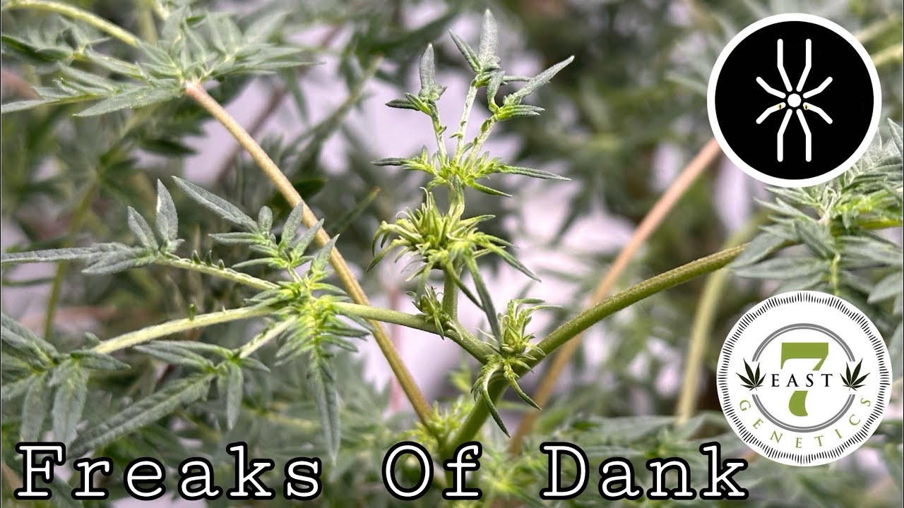 7East Genetics Freaks Of Dank end of wk 2 flower under @grandmasterlevel Masteebloom6 red