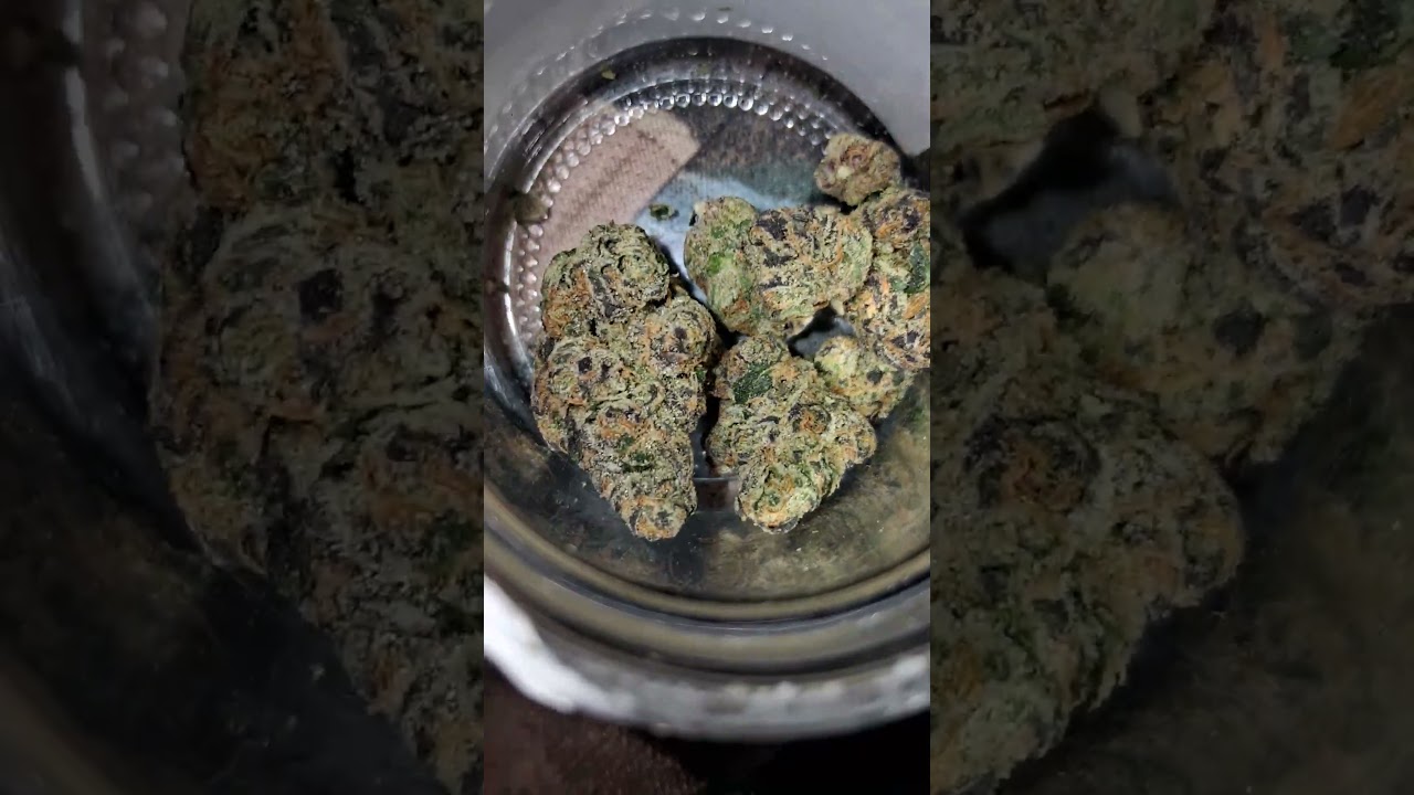 GELATAMO LOOKING BETTER THAN THE DAY I GOT IT #savage #ohio #mmjpatient #blessed