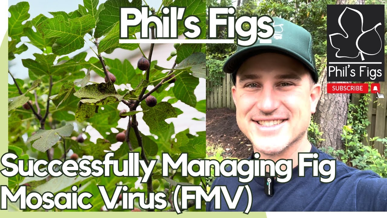 How to Pick Fresh Figs & Successful Management of Fig Mosaic Virus FMV