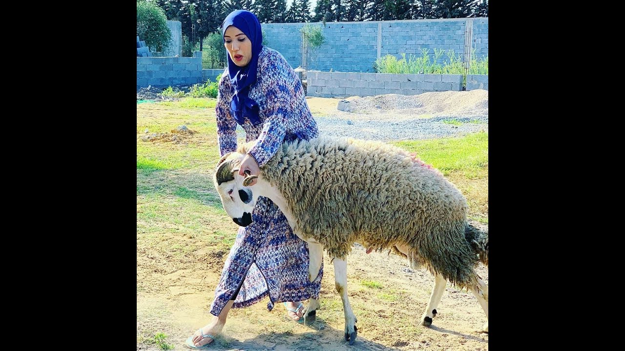 sara abujad مع الحولي بكرون بدبزا من نيتها