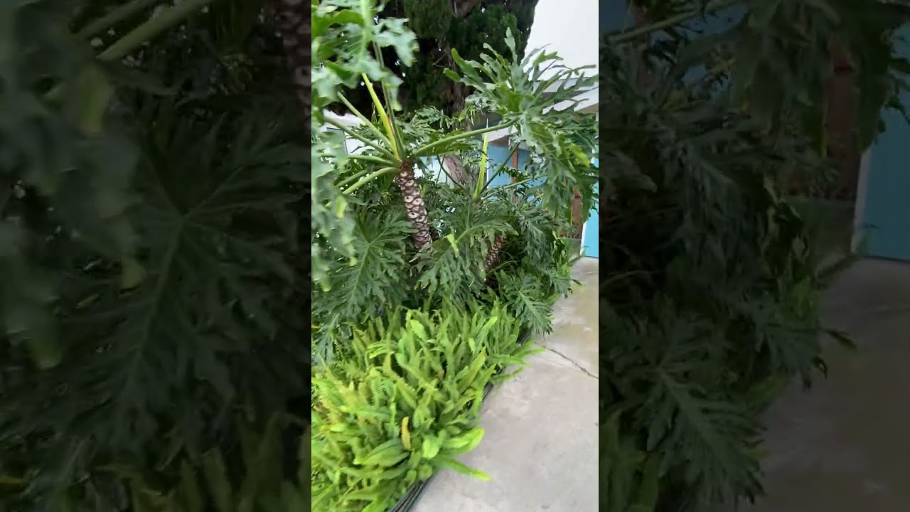 WinterGarden#2