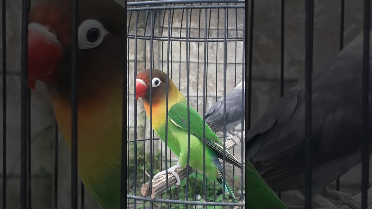 LOVE BIRD FIGHTER NGEPAK SAYAP
