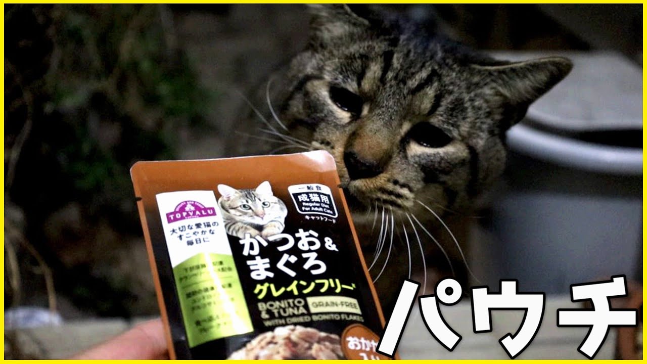 お腹を空かせたキジトラ猫ちゃんがやってきました！