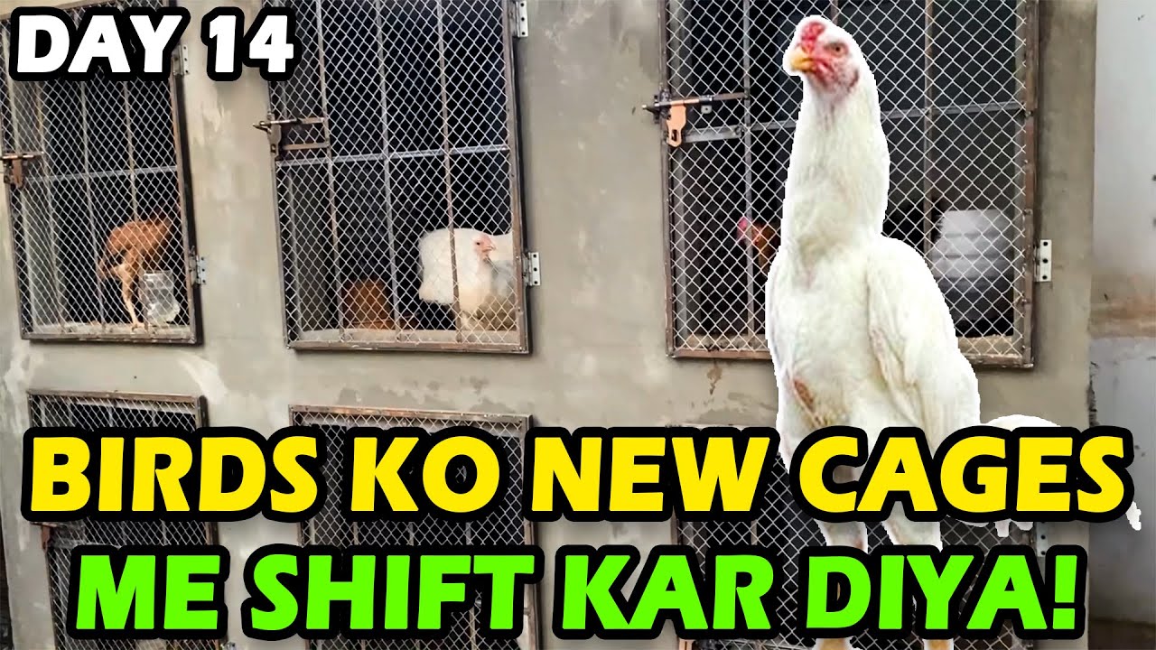 FINALLY, Birds Ko New Cages Mai Shift Kar Diya 😍❤️ | Day 14 #birds #aseelmurga #aseel #aseelsetup