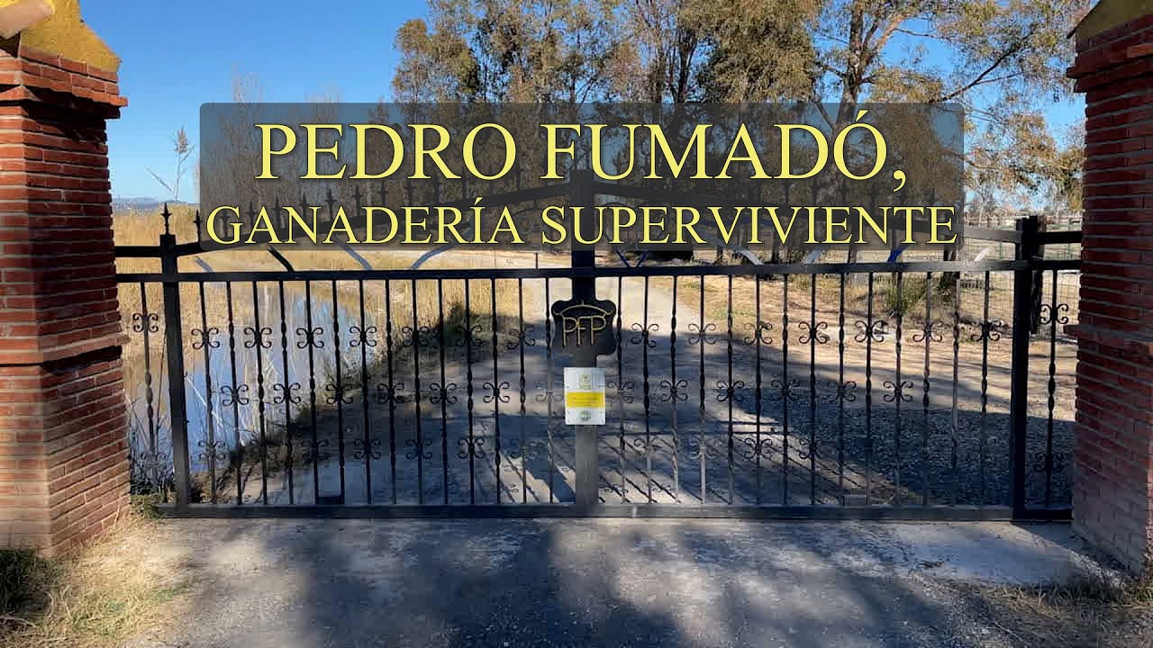 PEDRO FUMADÓ, GANADERÍA SUPERVIVIENTE