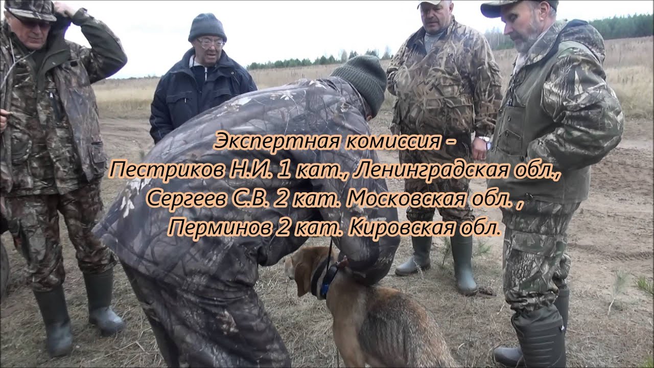 Русская гончая Звонка вл. Шевчук А.Н. дип. 1ст.,  17.10.2015г. Киров.