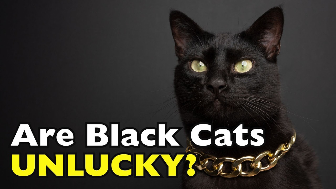Why Are Black Cats Considered Unlucky?