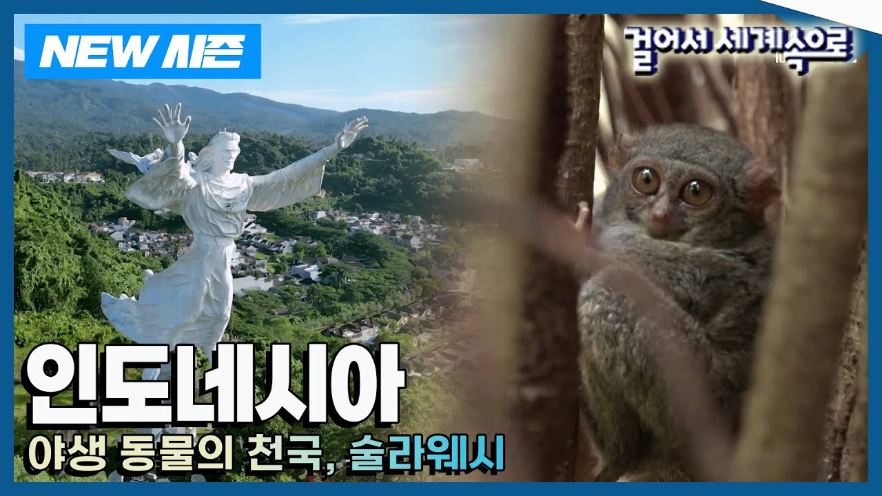 [✨NEW✨걸어서세계속으로📺] 술라웨시 소수 부족 유람기 '인도네시아' 여행 Trip to Indonesia (KBS 20240831)