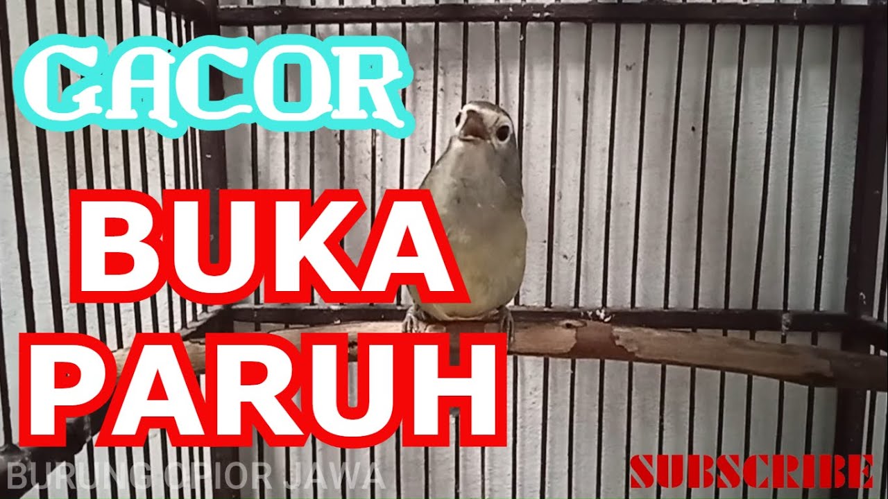 CAK JEMPOL BUKA PARUH