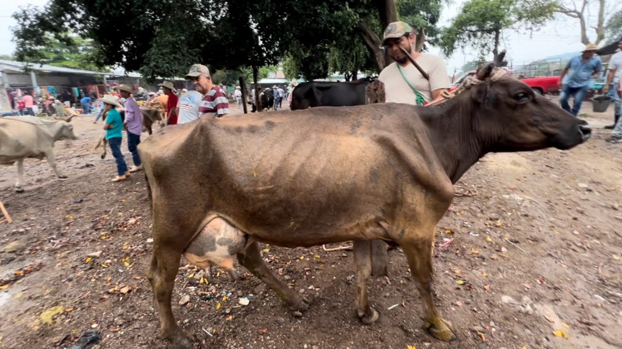 Vaca de 22 botellas mira el precio en el tiangue de san Rafael sedros