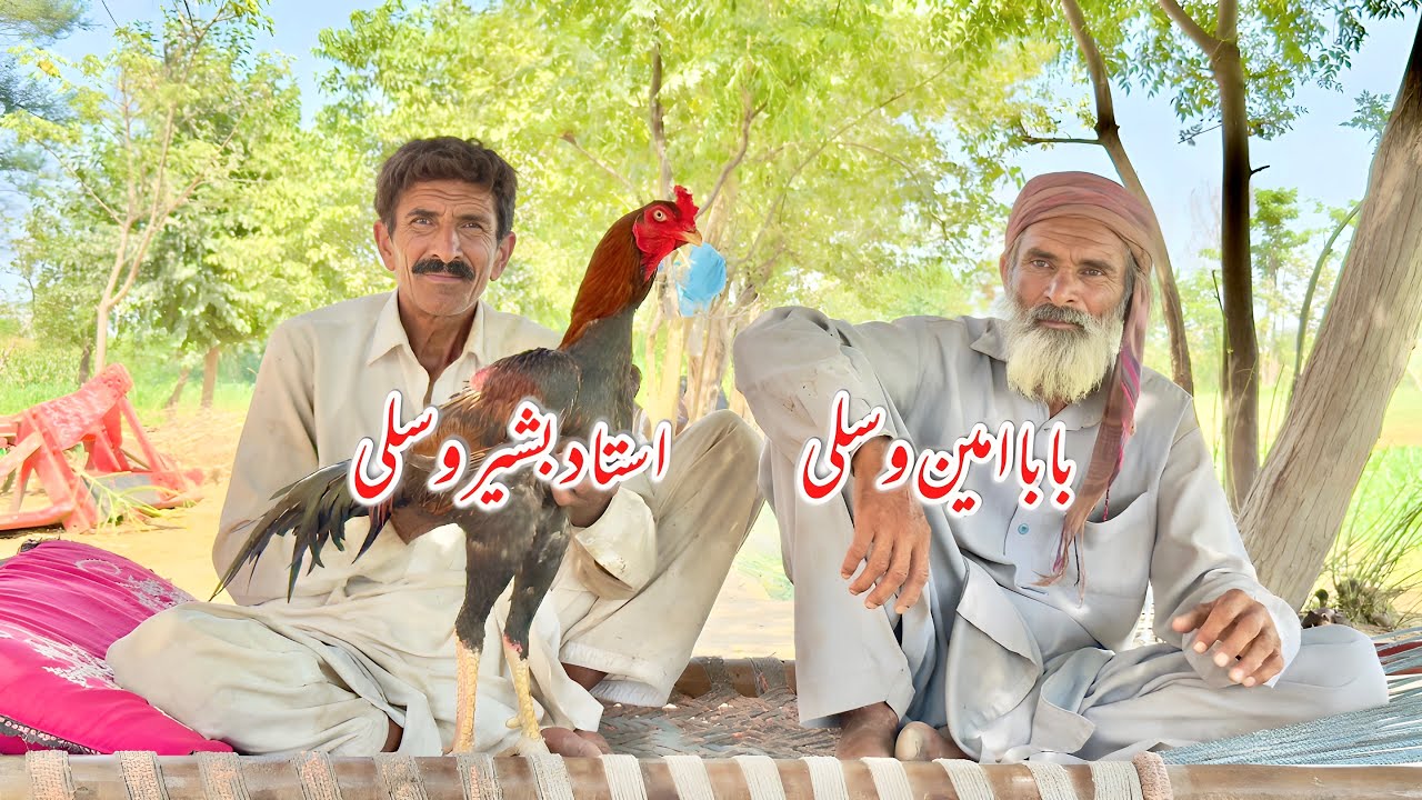 Basheer Wasli interview about aseel shoq