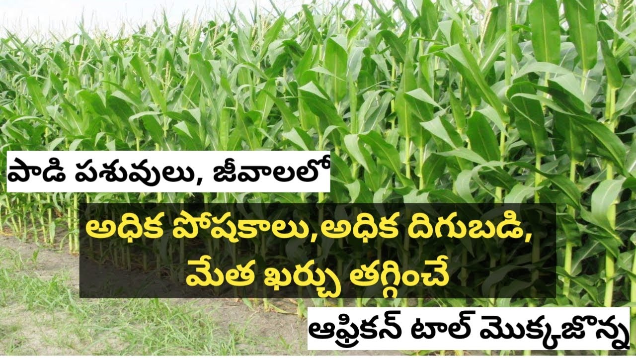 African Tall Maize Fodder Grass for more Milk and Growth in Sheep,  Goat | ఆఫ్రికన్ టాల్ మొక్కజొన్న