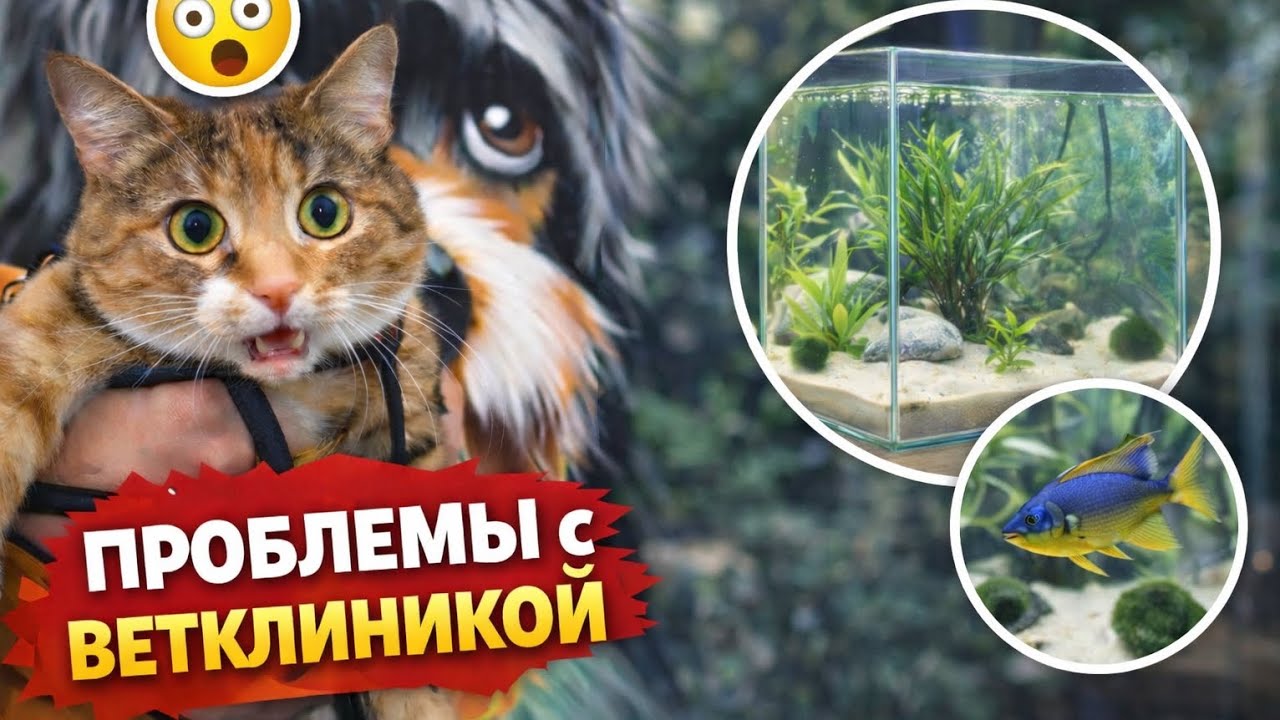 ПОЧЕМУ мы не попали в ветклинику? 😱 видели КВАДРАТНЫЙ аквариум? 🐟