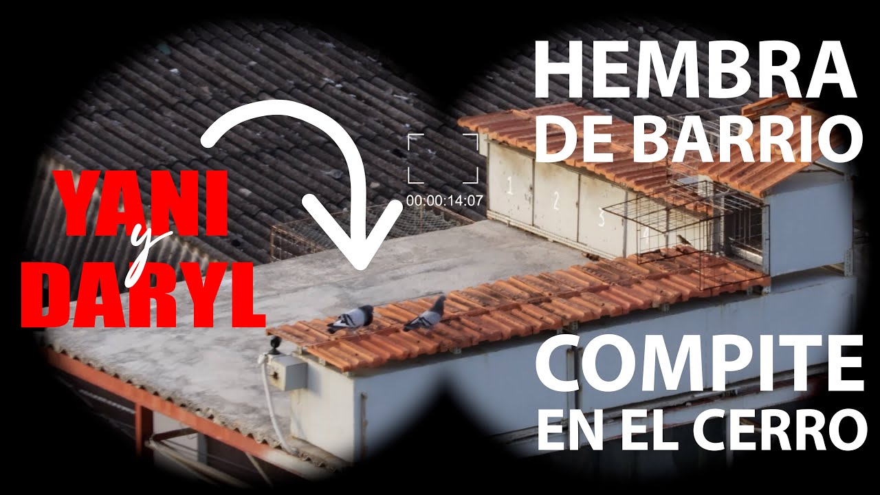 UNA PALOMA HEMBRA DE BARRIO EN COMPETENCIA 2025 - YANI