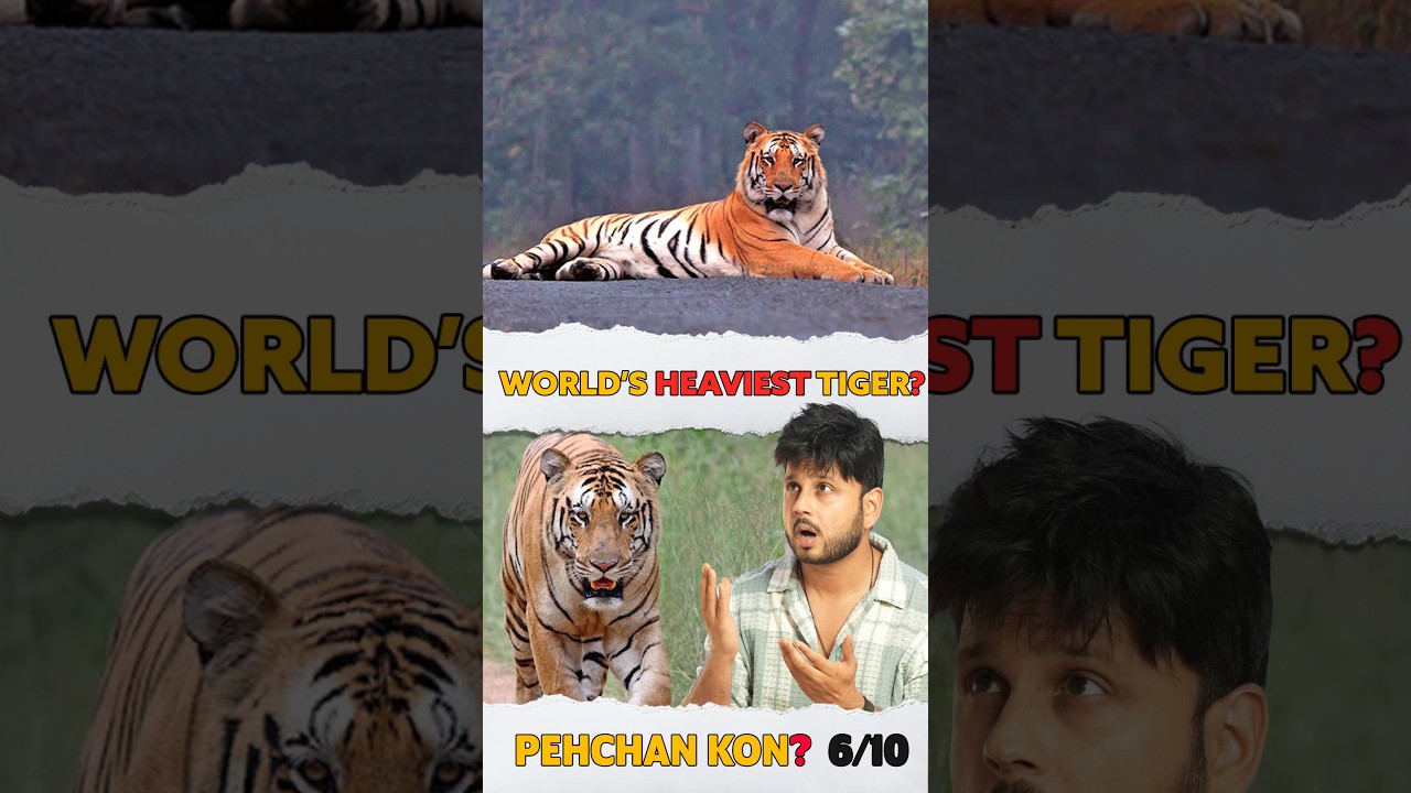 😯🤔World biggest tiger of India?😧