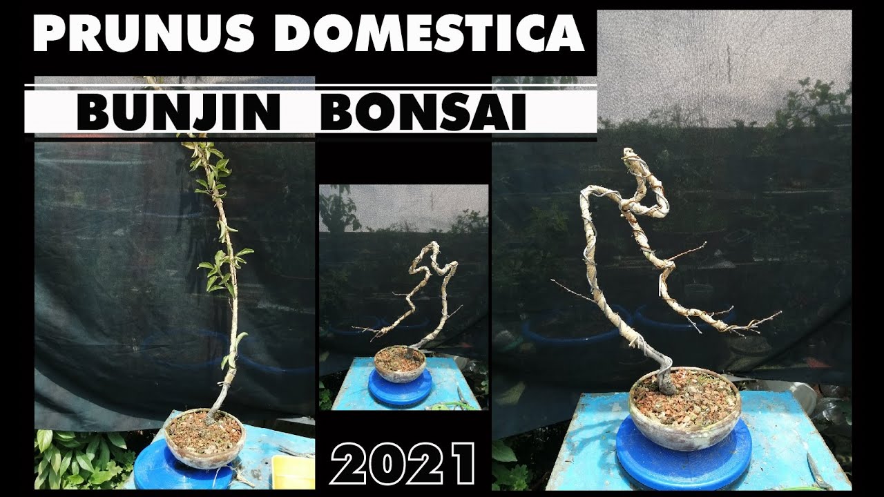 PRUNUS DOMÉSTICA (ciruelo) ESTILO BUNJIN  文人  o Literati