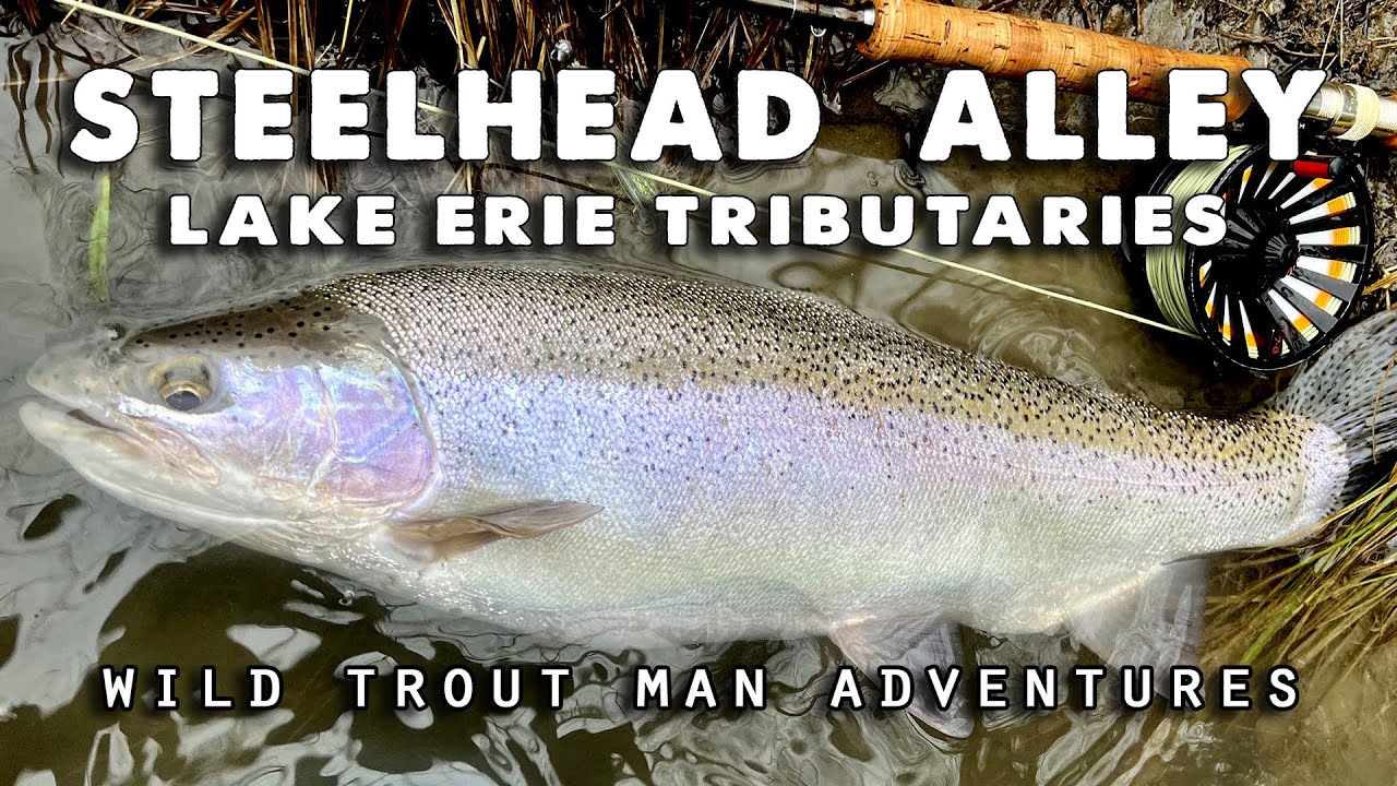 STEELHEAD ALLEY - Fly Fishing Lake Erie Tributaries