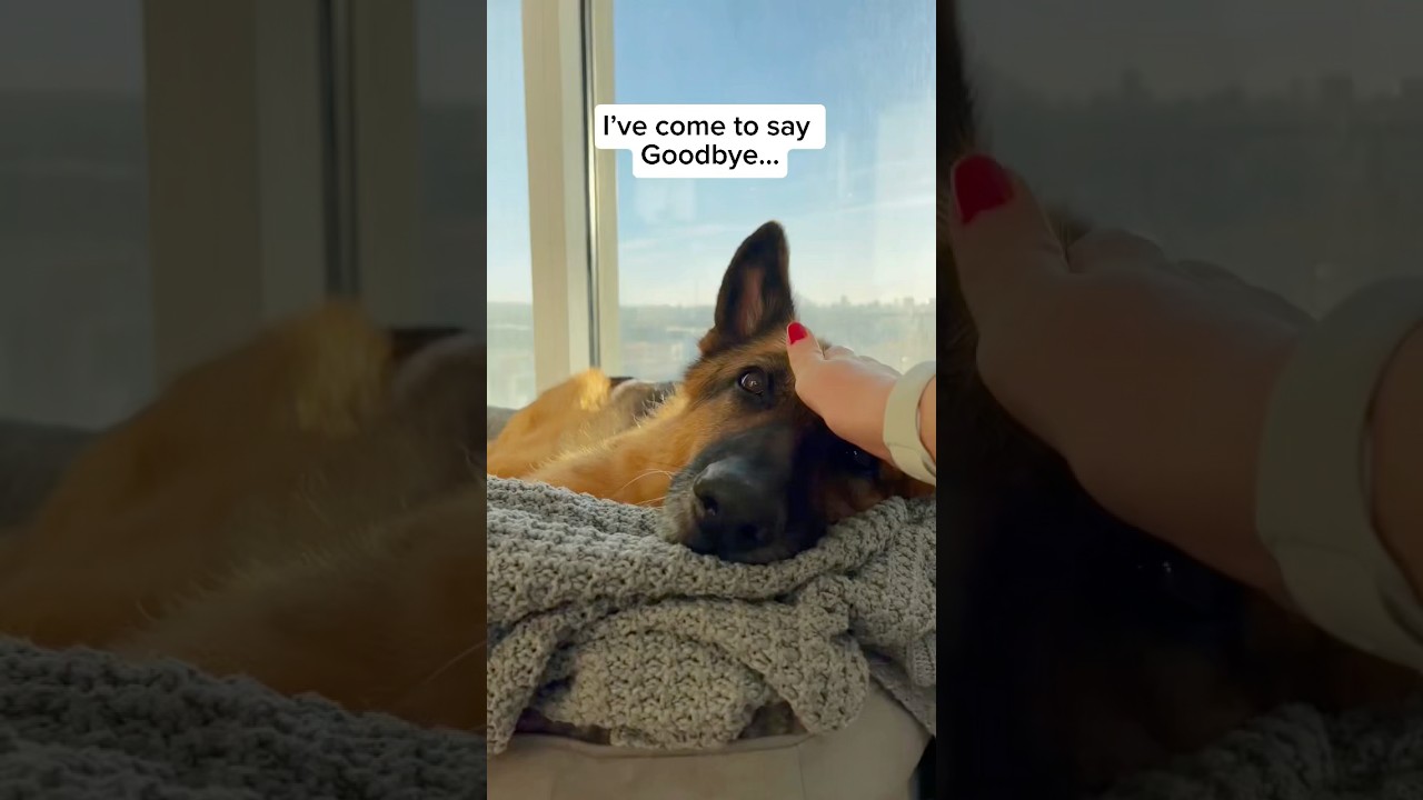 Goodbye Charlie 🥺🐾 #dogloss #dog #pets