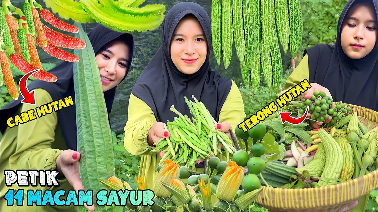 Petik sayuran untuk buka puasa | Panen 11 macam sayur